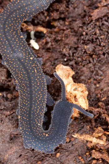 Media type: image; Invertebrate Zoology 29204